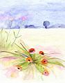 coquelicot sur champ 211299